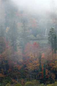 为了嫁入豪门，妹妹害死总裁白月光好书